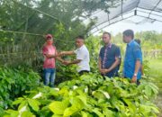 Ketgam : Kepala Dinas Pertanian, Nestor Jono Saat menyalurkan Bantuan Bibit durian pada Kelompok Tani di Mubar. (Foto : Kabartime.com)