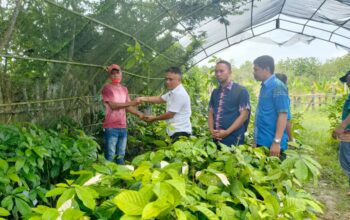 Ketgam : Kepala Dinas Pertanian, Nestor Jono Saat menyalurkan Bantuan Bibit durian pada Kelompok Tani di Mubar. (Foto : Kabartime.com)