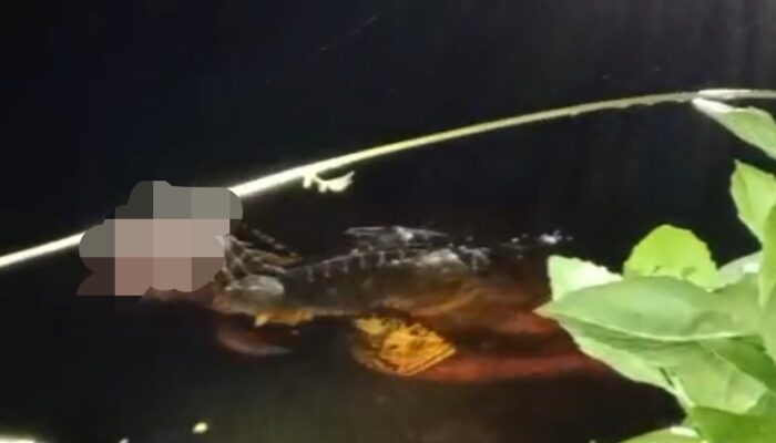 Tragis! Warga Muna Tewas Diterkam Buaya Saat Macing di Kali