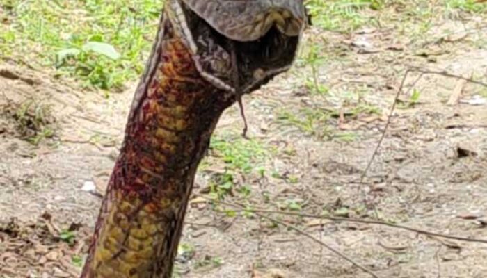 Warga Muna Barat Tangkap Ular Piton Raksasa Sepanjang 7,5 Meter