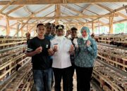 Program Ayam Petelur Darwin-Ali Basa Berhasil, Produksi Telur Mubar Capai 76,5 Persen