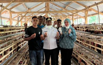 Program Ayam Petelur Darwin-Ali Basa Berhasil, Produksi Telur Mubar Capai 76,5 Persen