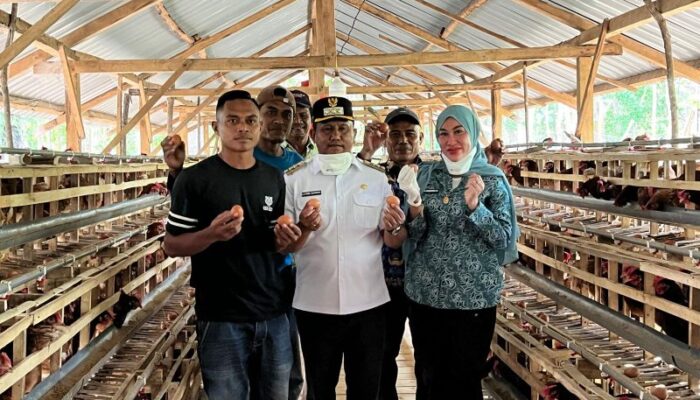 Program Ayam Petelur Darwin-Ali Basa Berhasil, Produksi Telur Mubar Capai 76,5 Persen