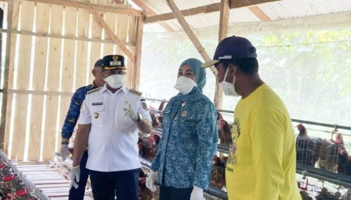 Program 100 Hari Bupati Mubar Sukses, Produksi Telur Ayam Capai 12 Ribu Butir Per Hari