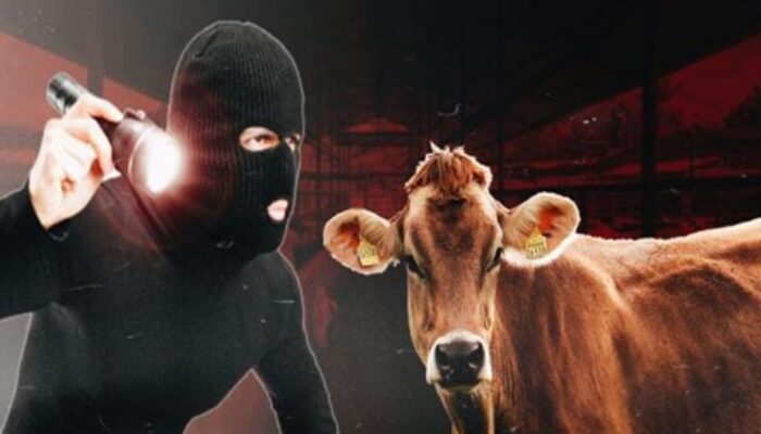 Diduga Kecanduan Narkoba, Warga di Muna Barat Nekat Curi Sapi