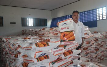 Kementan Kucurkan 52,5 Ton Benih Jagung untuk Lahan 3.500 Hektare di Muna Barat