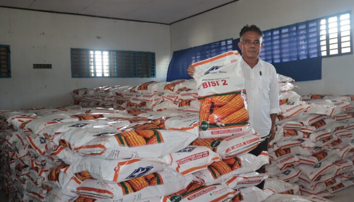 Kementan Kucurkan 52,5 Ton Benih Jagung untuk Lahan 3.500 Hektare di Muna Barat